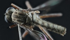 Omphalophora