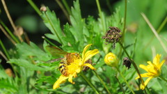 Xanthocampsomeris hesterae