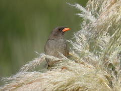 Embernagra platensis