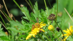 Xanthocampsomeris hesterae