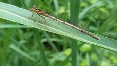 Platycnemis pennipes