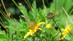 Xanthocampsomeris hesterae