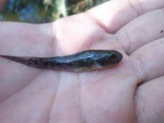 Ctenogobius boleosoma