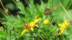 Xanthocampsomeris hesterae