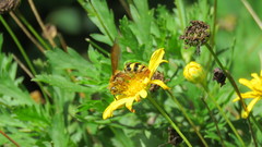 Xanthocampsomeris hesterae