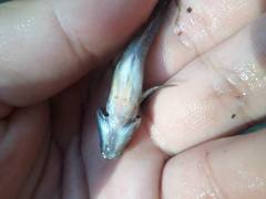 Ctenogobius boleosoma