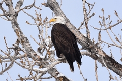 Haliaeetus leucocephalus