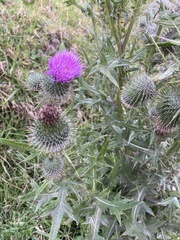 Cirsium vulgare