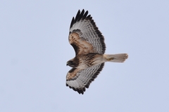 Buteo jamaicensis