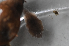 Girardia tigrina