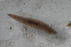 Girardia tigrina