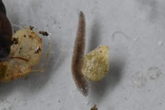Girardia tigrina