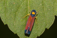 Erythrogonia dorsalis