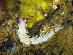 Pteraeolidia ianthina