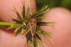 Craspeduchus xanthostaurus