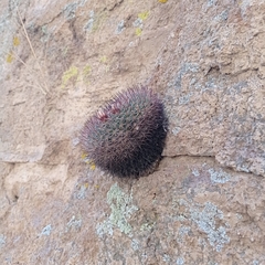 Mammillaria wagneriana
