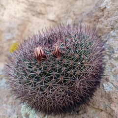 Mammillaria wagneriana