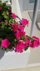 Catharanthus roseus