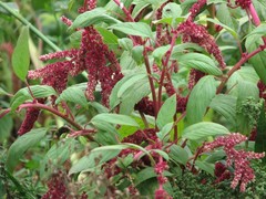 Amaranthus caudatus