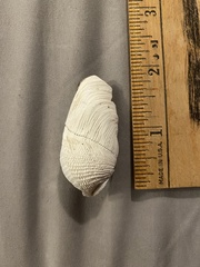 Zirfaea pilsbryi