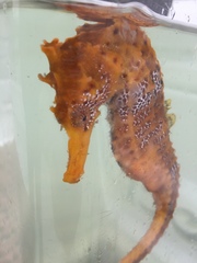 Hippocampus ingens