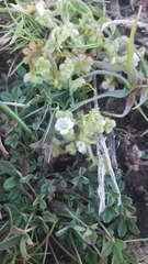 Nemophila pedunculata