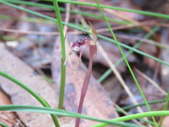 Chiloglottis diphylla