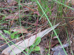 Chiloglottis diphylla