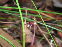 Chiloglottis diphylla