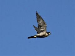 Falco peregrinus macropus