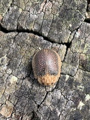 Paropsis omphale