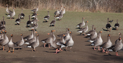 Anser anser