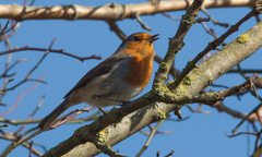 Erithacus rubecula