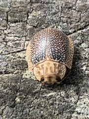 Paropsis omphale