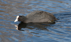 Fulica atra