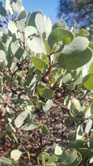 Arctostaphylos mewukka