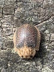Paropsis omphale