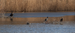 Phalacrocorax carbo