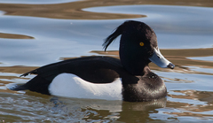 Aythya fuligula