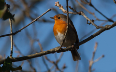 Erithacus rubecula