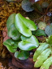 Mickelopteris cordata