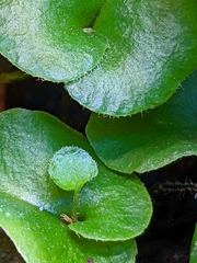 Mickelopteris cordata