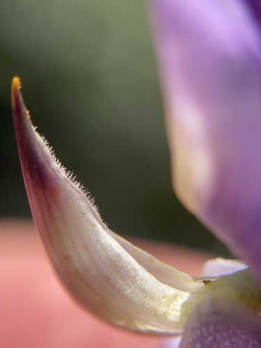 Silver bush lupine fruiting