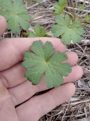 Geranium gardneri