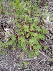 Geranium gardneri