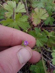 Geranium gardneri