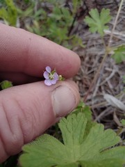 Geranium gardneri
