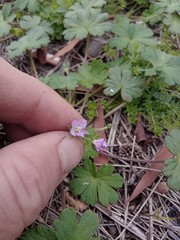 Geranium gardneri