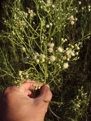 Baccharis ulicina