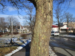Platanus × hispanica